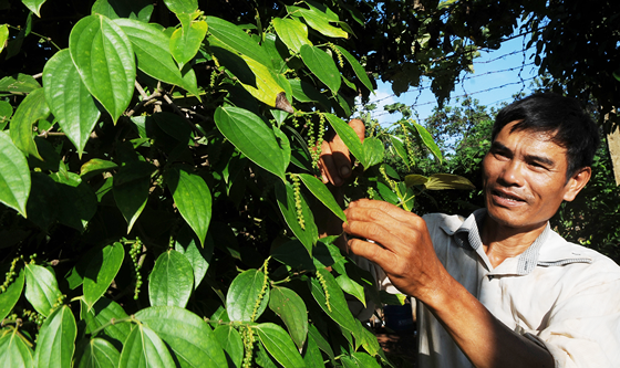 The price of black pepper had unexpectedly increased in the past few weeks. (Photo: SGGP)