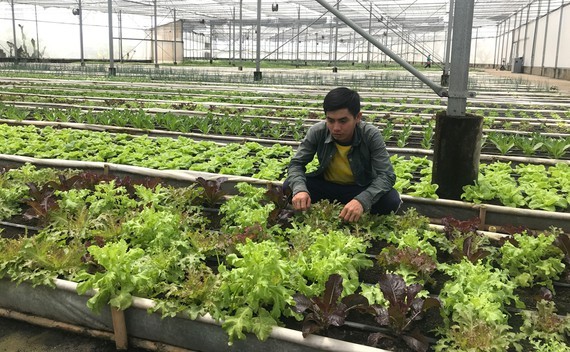 Nhat Thong Farm in Nha Be District produces organic products meeting international standards. (Photo: SGGP)