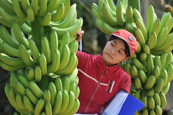 Agricultural by-products: a wasted gold mine ảnh 1 Agricultural by-products: a wasted gold mine ảnh 1