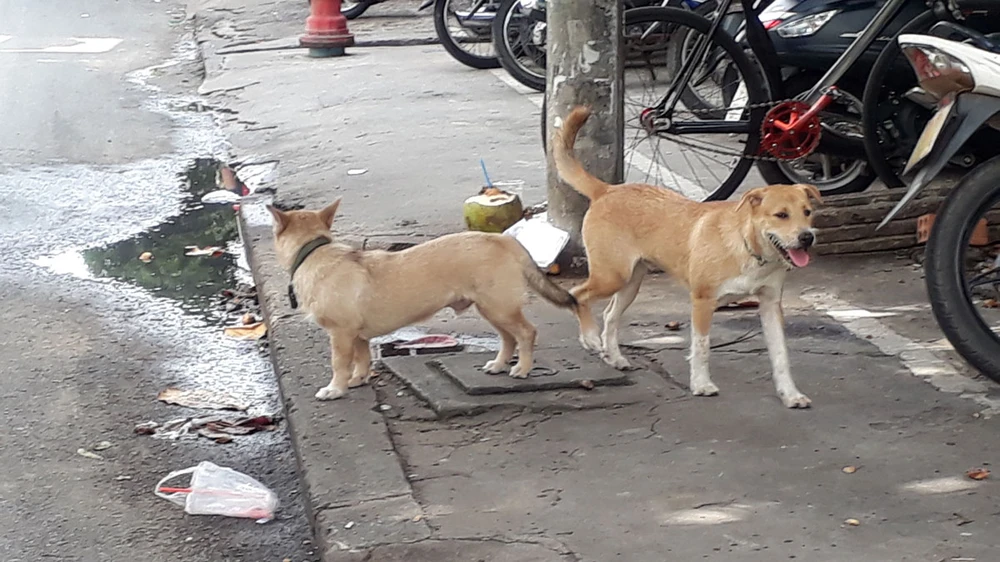 Việc chó thả rông, không đeo rọ mõm khi ra đường vẫn diễn ra khắp nơi. Ảnh: ĐOÀN HIỆP