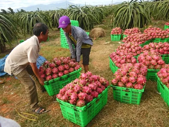 Dự báo xuất khẩu năm 2019 đạt 9 tỷ USD