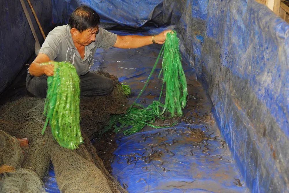 Nuôi lươn mang lại giá trị cao ảnh 1 Nuôi lươn mang lại giá trị cao ảnh 1