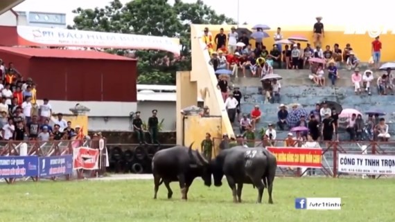 Do Son Buffalo Fighting Festival