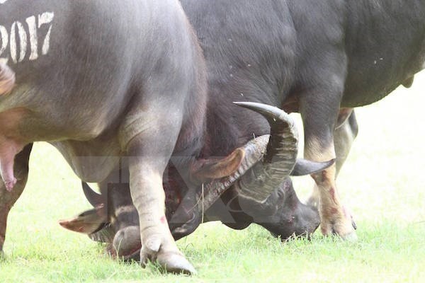 The D​o S​on Buffalo Fighting Festival was recognised as national intangible cultural heritage by the Ministry of Culture, Sports and Tourism in 2013 ​(Photo: VNA)