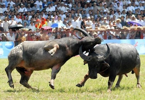 Do Son Buffalo Fighting Festival