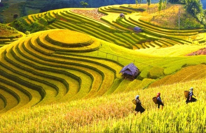 Terraced rice fields in the mystical mountain town of Sa Pa. (Source: VNA)