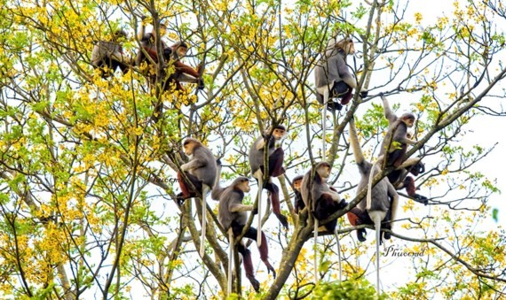 Red-shanked douc langur on Son Tra Peninsula 