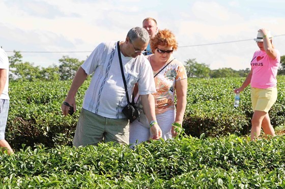 Foreign tourists visit a tea farm in Bao Loc. (Photo: Sggp)