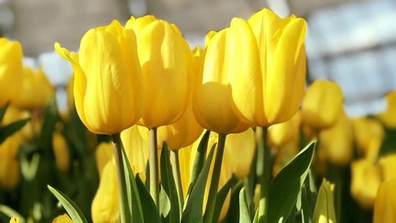 Tulip Flower Festival opens in Nha Trang