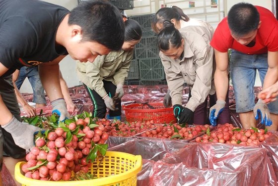 Gardeners in Luc Ngan district, northern Bac Giang province, enjoy a harvest of lychees. (Photo: Sggp)