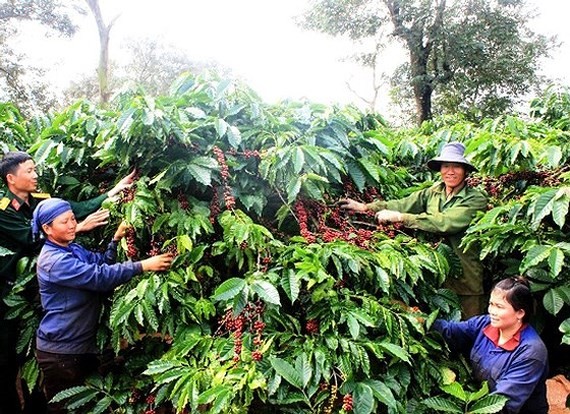 Coffee price falls 14.2 percent.