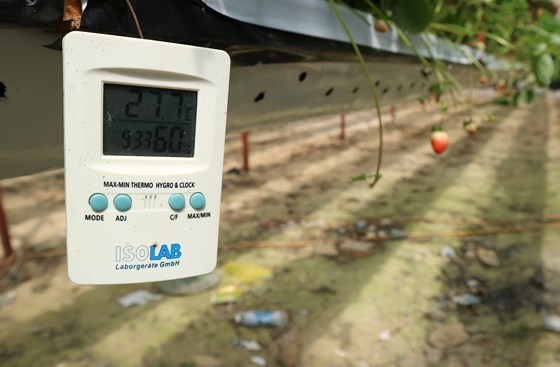 A high- tech strawberry garden in Da Lat