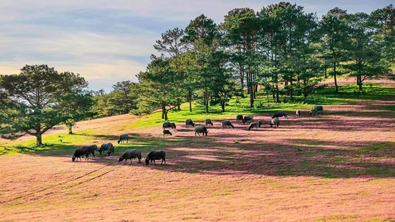 2nd Da Lat Pink Grass Festival to open on November 24