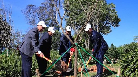 Trá»ng má»i 125 cây hoa anh Äà o Nháºt Bản tại Äà Lạt ảnh 1
