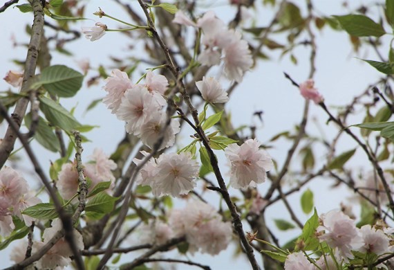 Japanese cherry tree planting ceremony held in Da Lat City