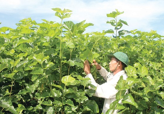 TÆ¡ lụa Bảo Lá»c há»i sinh ảnh 1