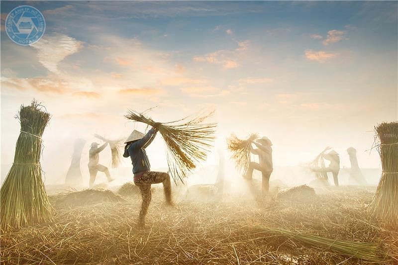 Vu dieu coi (The melody of sedge) by Photographer Nguyen Ngoc Hoa 