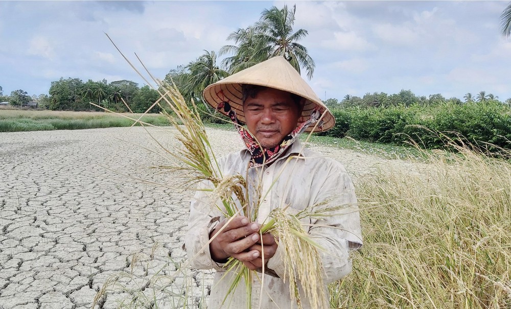 Mekong Delta grapples with drought, saltwater intrusion ảnh 3 Mekong Delta grapples with drought, saltwater intrusion ảnh 3