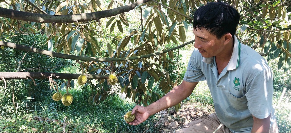 Mekong Delta grapples with drought, saltwater intrusion ảnh 7 Mekong Delta grapples with drought, saltwater intrusion ảnh 7