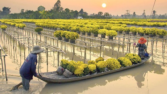 Flower harvesting in Sa Dec flower village