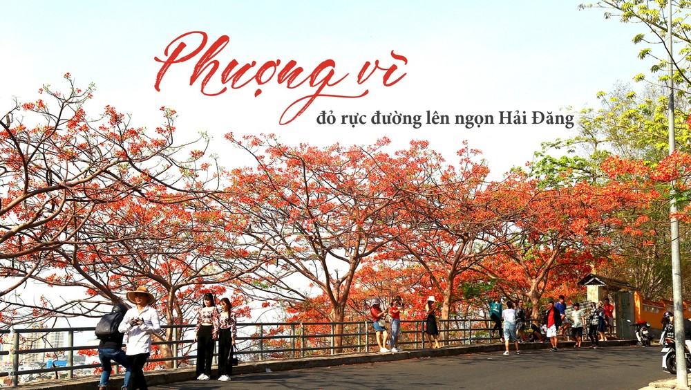 Red flamboyant flowers brighten seaside mountain