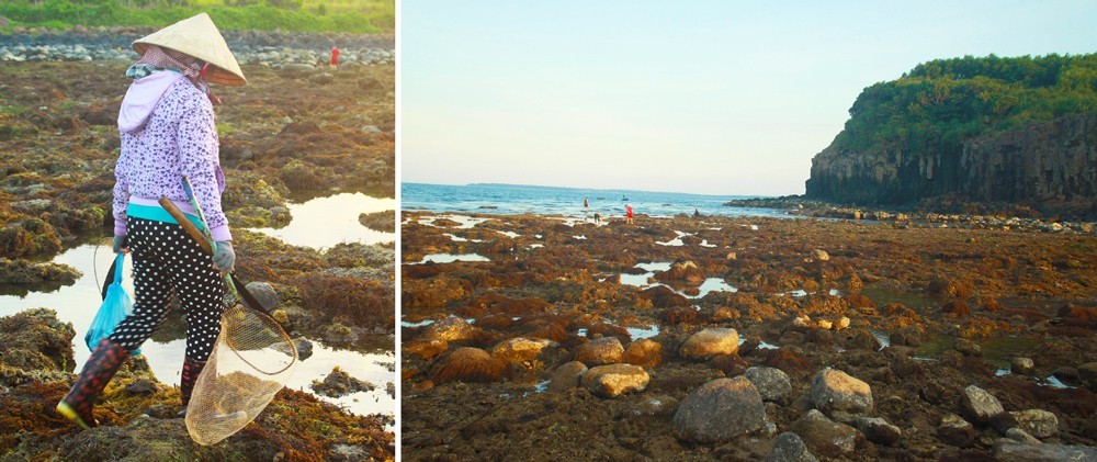 Quang Ngai provides tourists amazing view of spectacular nearshore coral reef ảnh 11 Quang Ngai provides tourists amazing view of spectacular nearshore coral reef ảnh 11