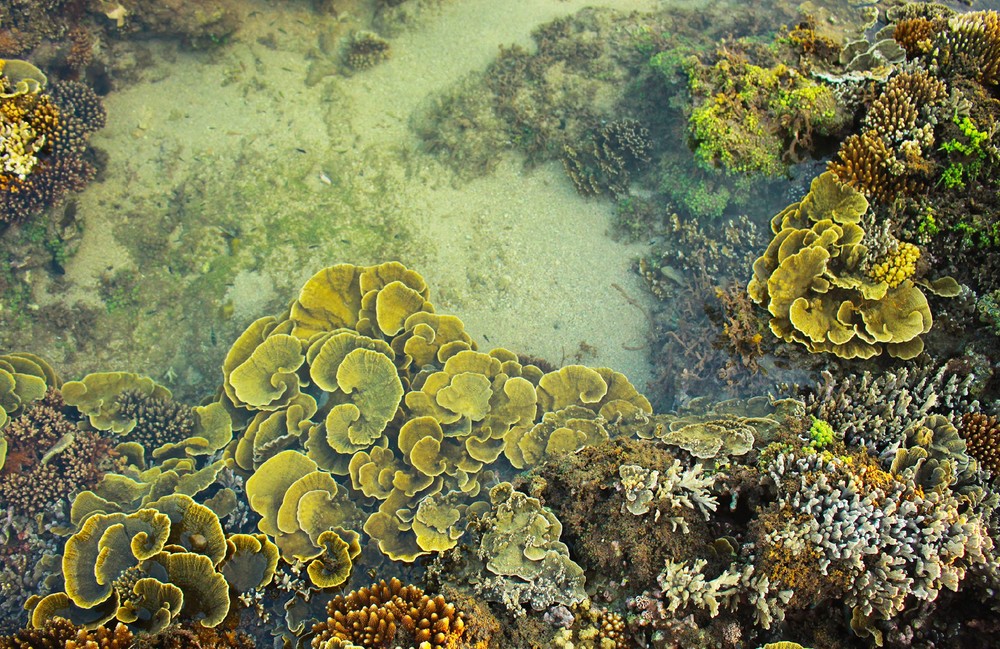 Quang Ngai provides tourists amazing view of spectacular nearshore coral reef ảnh 6 Quang Ngai provides tourists amazing view of spectacular nearshore coral reef ảnh 6