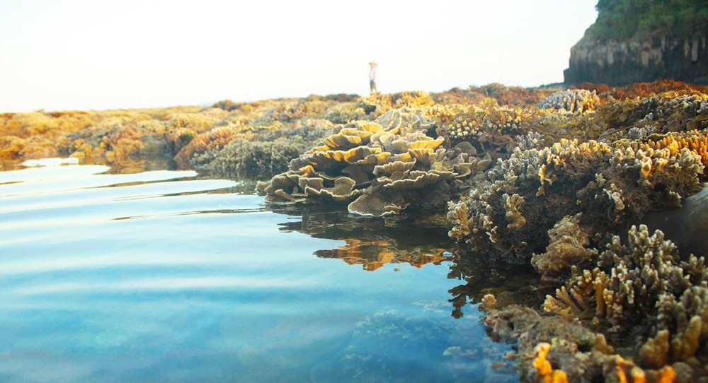 Quang Ngai provides tourists amazing view of spectacular nearshore coral reef ảnh 7 Quang Ngai provides tourists amazing view of spectacular nearshore coral reef ảnh 7
