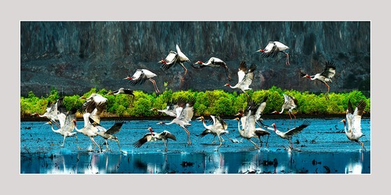 Red-headed cranes migrate to Mekong Delta ảnh 3