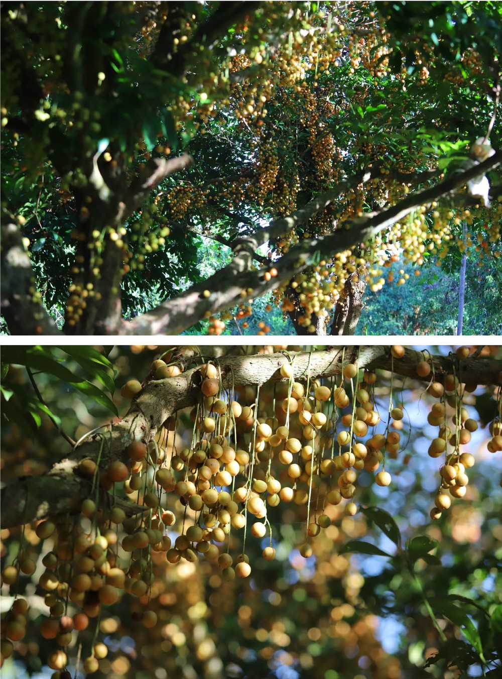 Beauty of burmese grape trees full of fruits in central mountainous district ảnh 13 Beauty of burmese grape trees full of fruits in central mountainous district ảnh 13