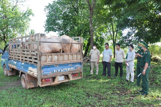 National Defense Ministries of Vietnam, Cambodia offer cows to the poor ảnh 2