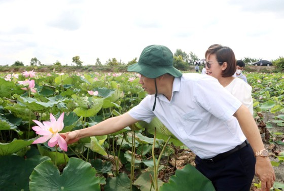 Dong Thap to host first Lotus Festival ảnh 2 Dong Thap to host first Lotus Festival ảnh 2