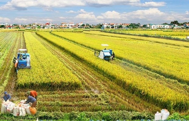 Australian, Vietnamese experts develop new rice variety to tackle climate change ảnh 1 Australian, Vietnamese experts develop new rice variety to tackle climate change ảnh 1