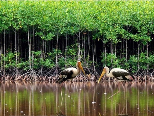 Illustrative image (Source: VNA) Illustrative image (Source: VNA)