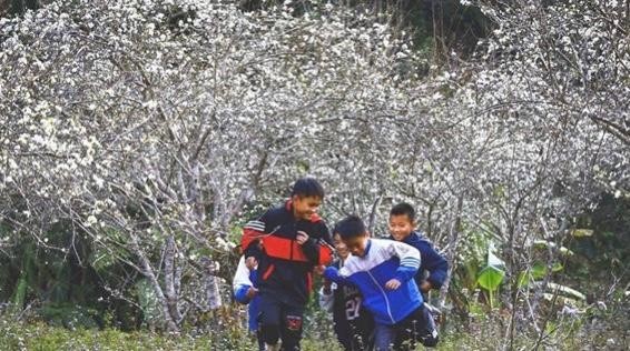 Phieng Ban Valley in Dien Bien Phu city, Dien Bien province is covered with plum flowers in spring. (Photo: VNA)