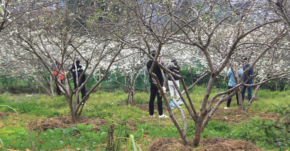 Plum flowers in the garden of Bac Ha Flower and Fruit Farm have bloomed for 3-4 days. Plum flowers in the garden of Bac Ha Flower and Fruit Farm have bloomed for 3-4 days.