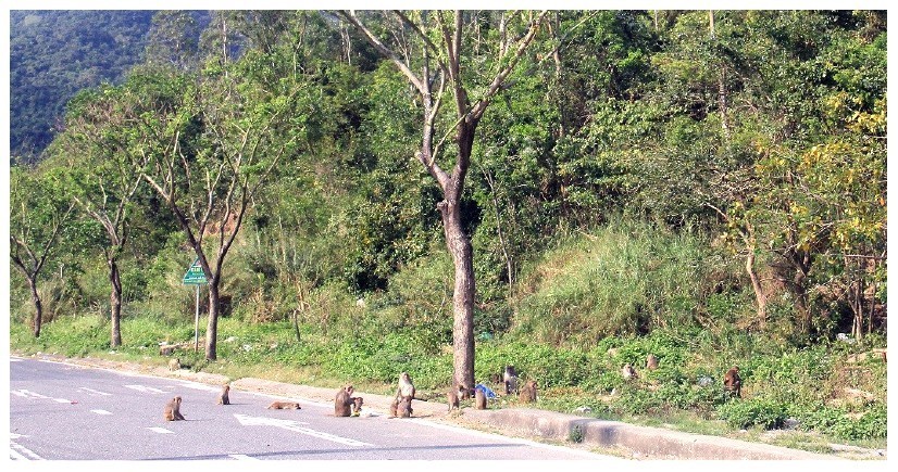 Rhesus monkeys (Macaca mulatta) often gather on streets to beg for food from visitors in Son Tra Peninsula.