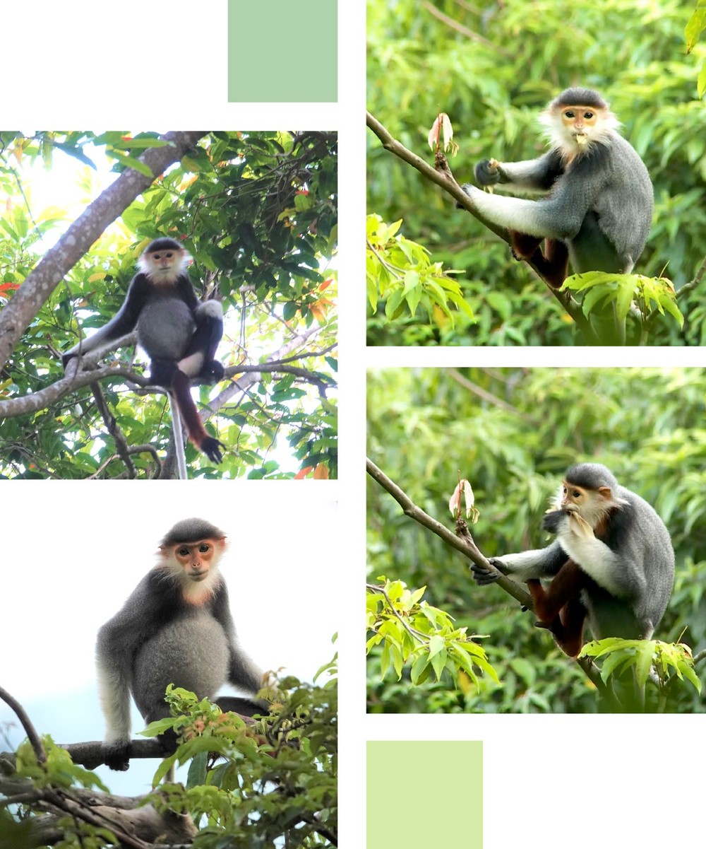 Red-shanked douc langurs often seek food on the Than mat (Millettia ichthyochtona) trees.