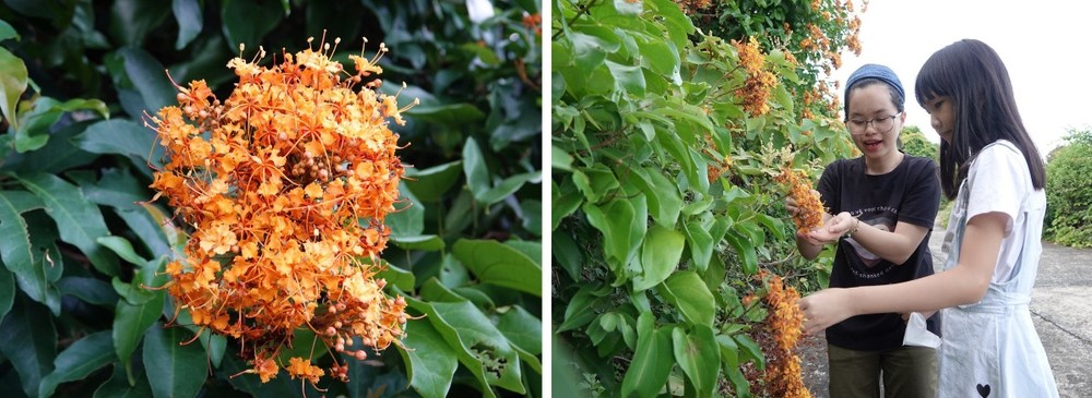 Than mat (Millettia ichthyochtona) trees