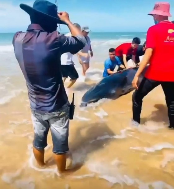Rescuers attempt to save a whale stranded on a beach in La Gi Town’s Tan Phuoc Commune in Binh Thuan Province on May 4. Rescuers attempt to save a whale stranded on a beach in La Gi Town’s Tan Phuoc Commune in Binh Thuan Province on May 4.