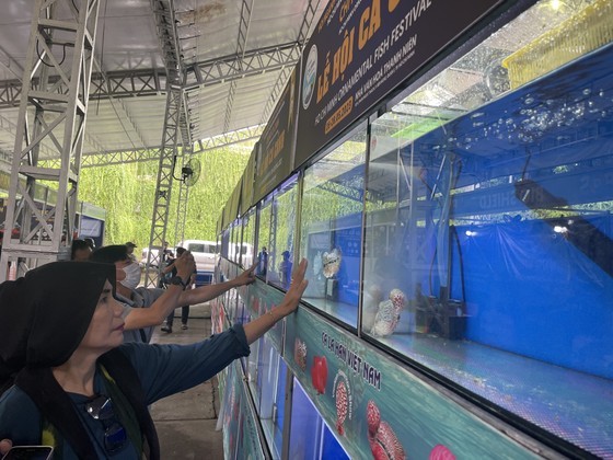 More than 20 enterprises featuring fish breeding equipment and 1,800 ponds for ornamental fish are on display at the event, including foreign businesses. (Photo: SGGP) More than 20 enterprises featuring fish breeding equipment and 1,800 ponds for ornamental fish are on display at the event, including foreign businesses. (Photo: SGGP)