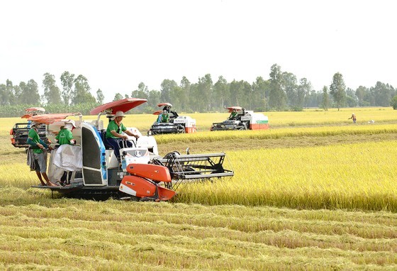 Farmers in the Long Xuyen Quadrangle area are harvesting rice. (Photo: SGGP) Farmers in the Long Xuyen Quadrangle area are harvesting rice. (Photo: SGGP)