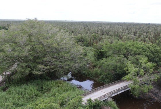 U Minh Ha National Park in Ca Mau Province (Photo: SGGP) U Minh Ha National Park in Ca Mau Province (Photo: SGGP)