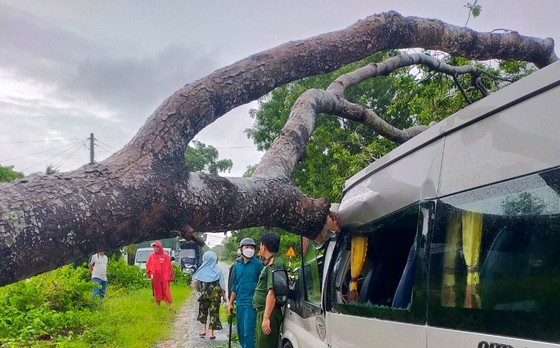 A number of trees are uprooted or felled by strong winds. (Photo: SGGP)