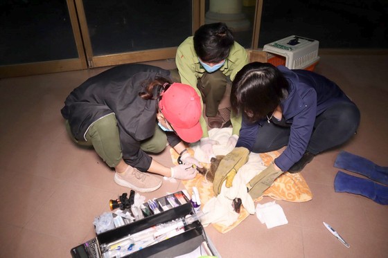 Rescuing trapped and injured animals (Photo courtesy of Cuc Phuong National Park)
