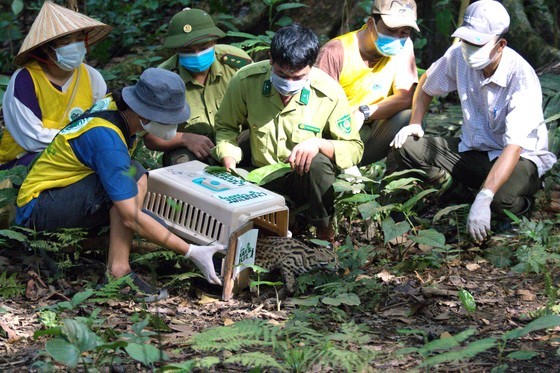 Reasling animals back into the wild (Photo courtesy of Cuc Phuong National Park)
