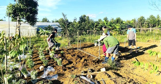 A field of herbs A field of herbs