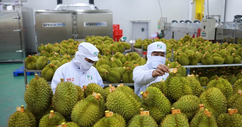 Durian is predicted to hit the export target of US$1.5 billion this October. (Photo: SGGP) Durian is predicted to hit the export target of US$1.5 billion this October. (Photo: SGGP)