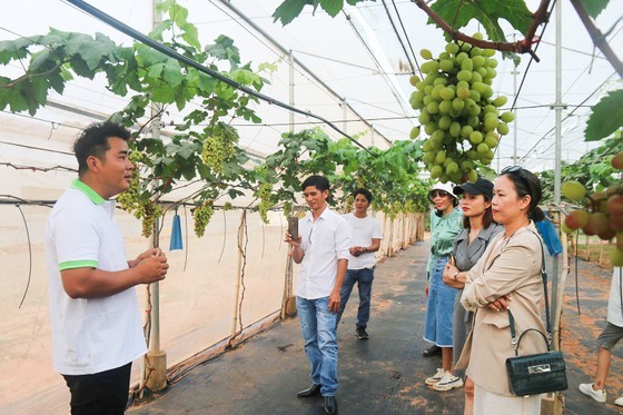 Tourists visit a fruit garden in Ham Thuan District.