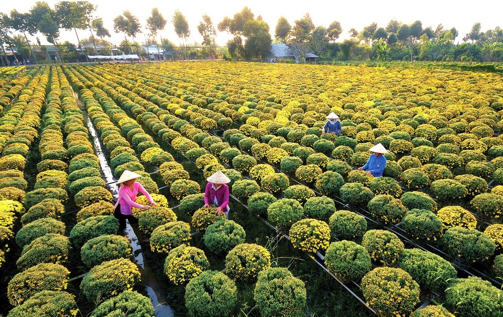 Sa Dec flower village in the Mekong Delta province of Dong Thap (Photo: SGGP)